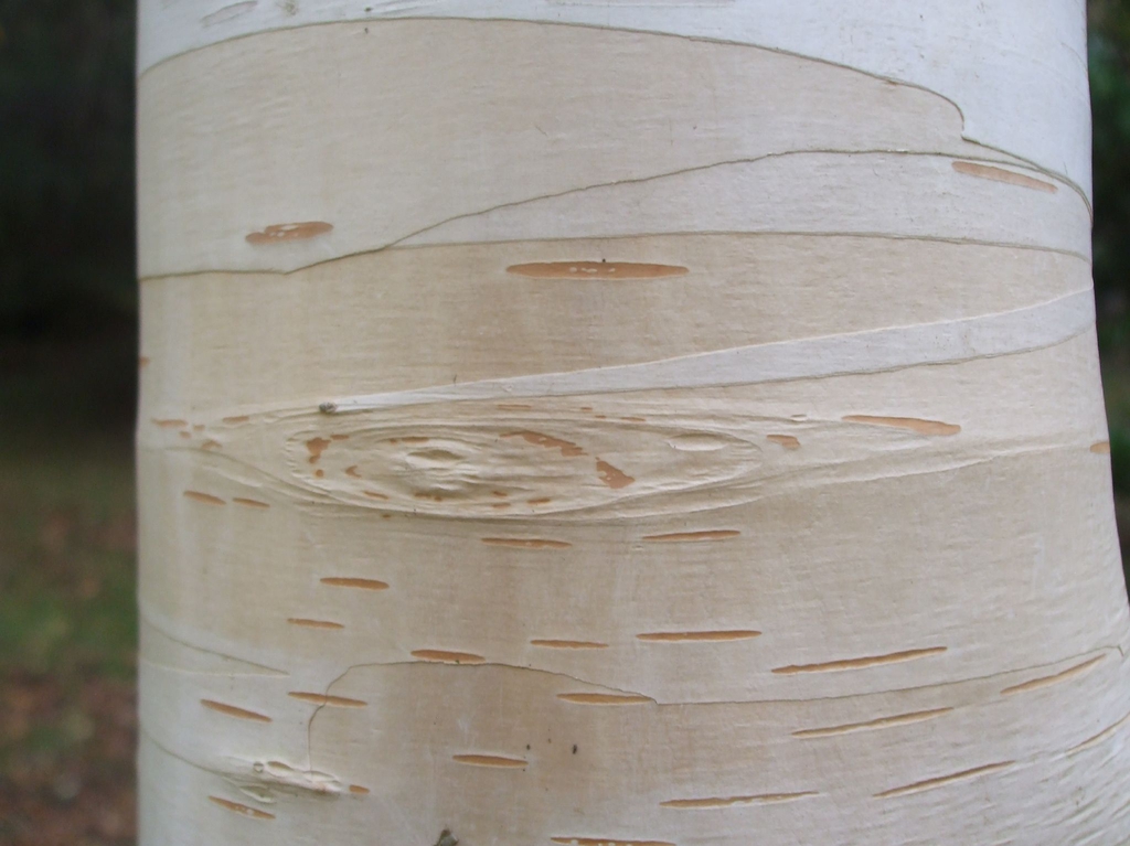 Betula jacquemontii