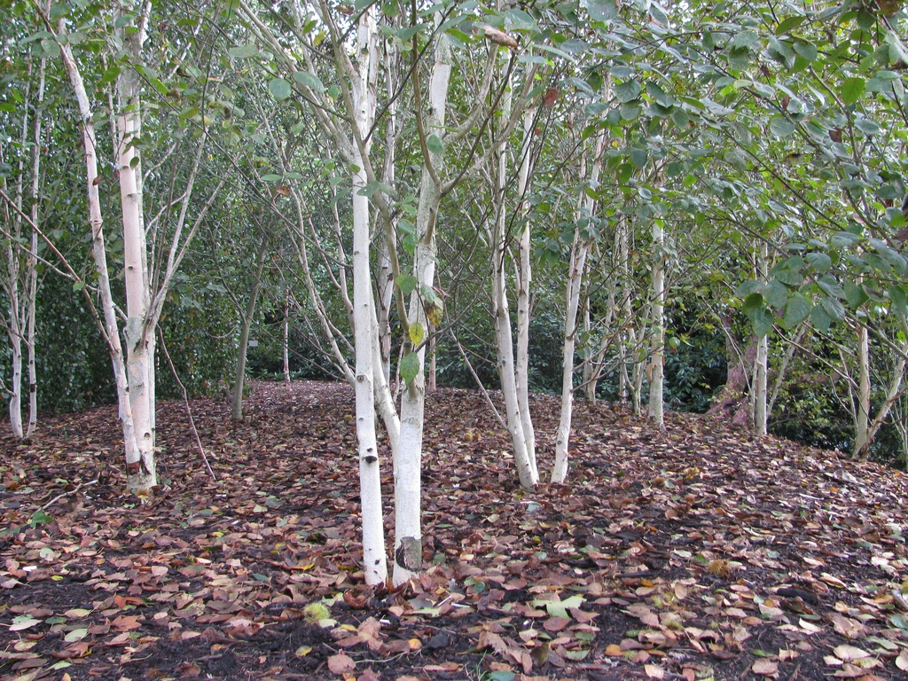 Betula jacquemontii