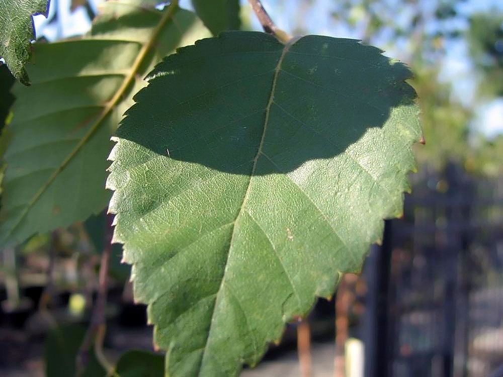 leaf
