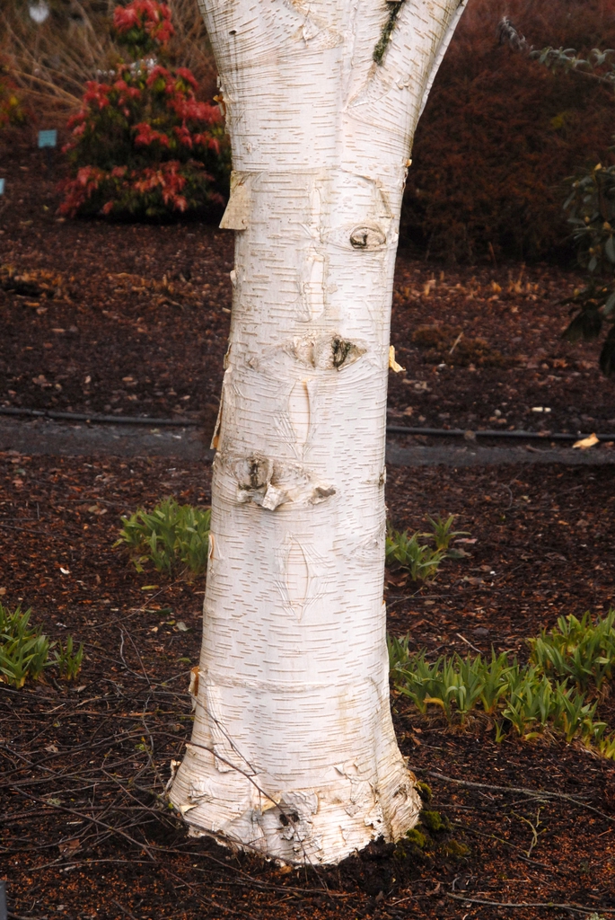 Betula jacquemontii Bark