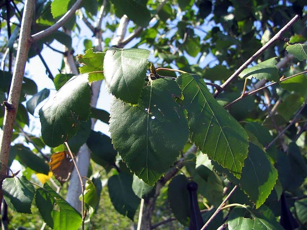 close up of leaves