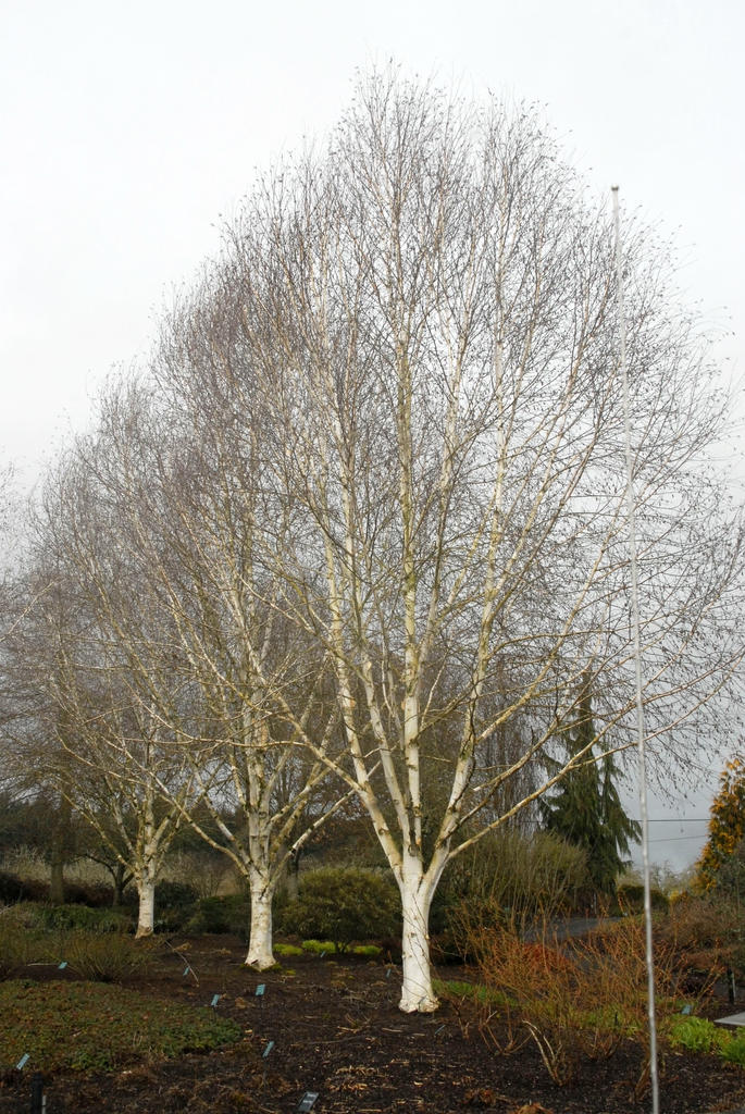 Betula jacquemontii Tree