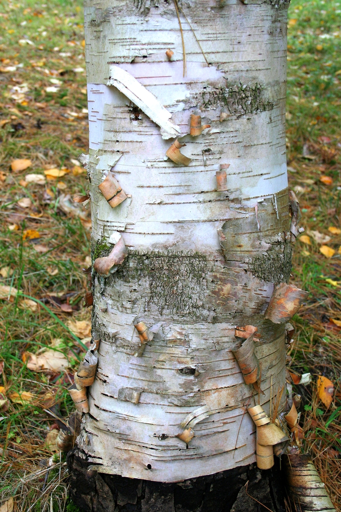 white bark