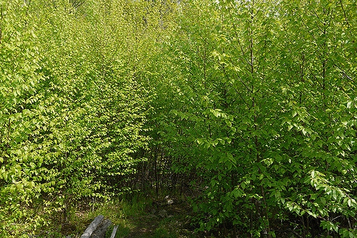 Sweet birch
