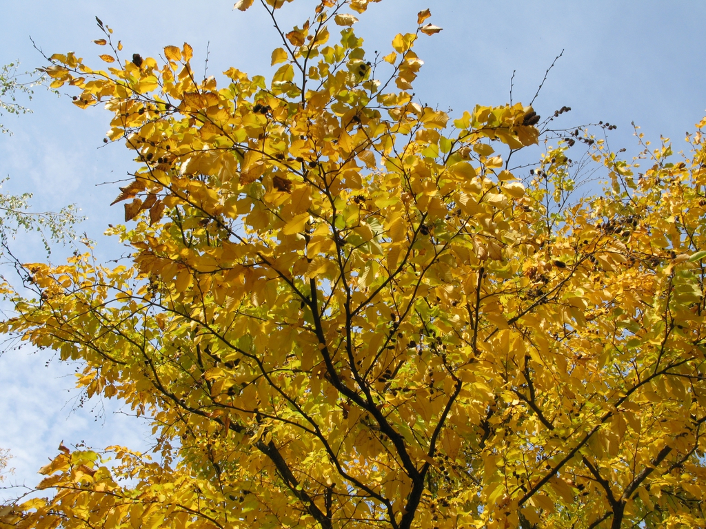 Betula lenta Liliental yellow leaves