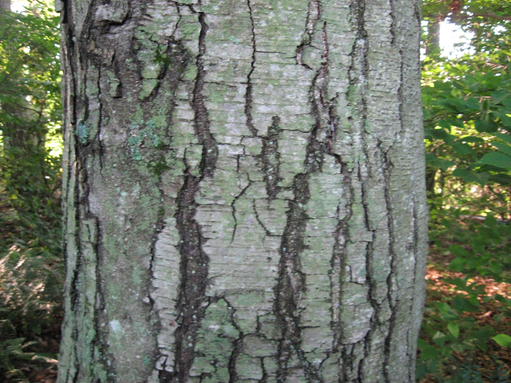 Betula lenta bark