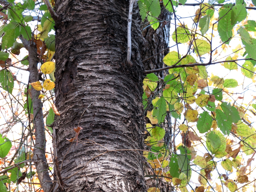 Betula lenta bark