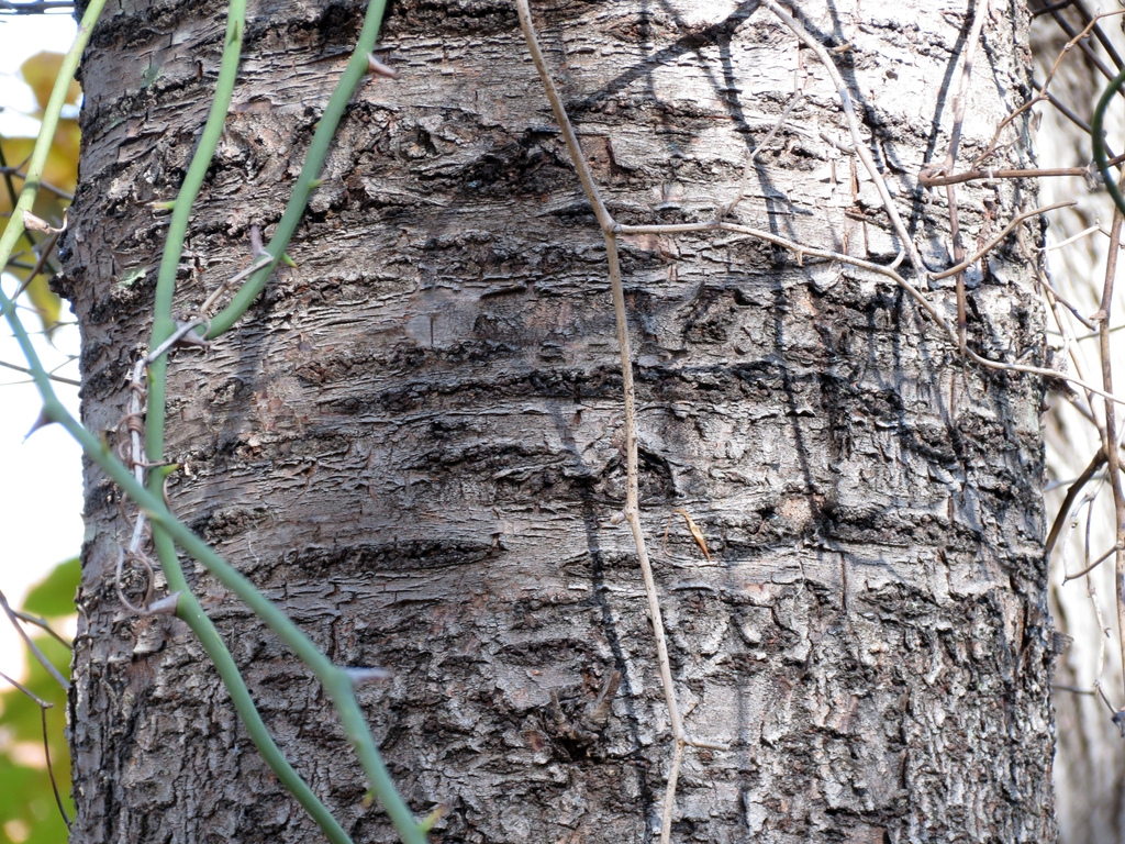 Betula lenta bark close up