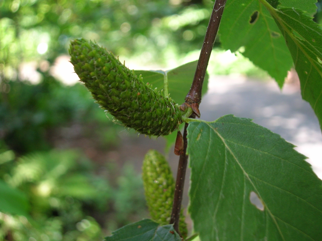 Betula lenta femal catkins