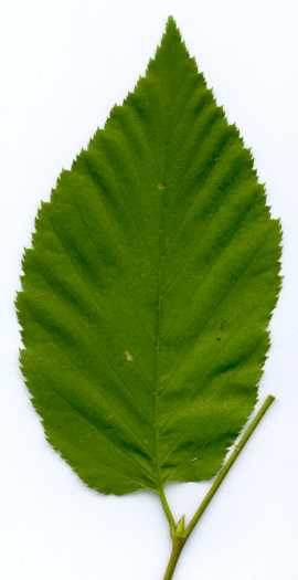 Betula lenta leaf
