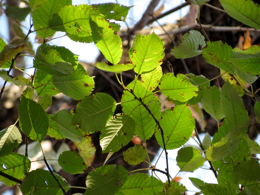 Betula lenta (sweet birch) leaves