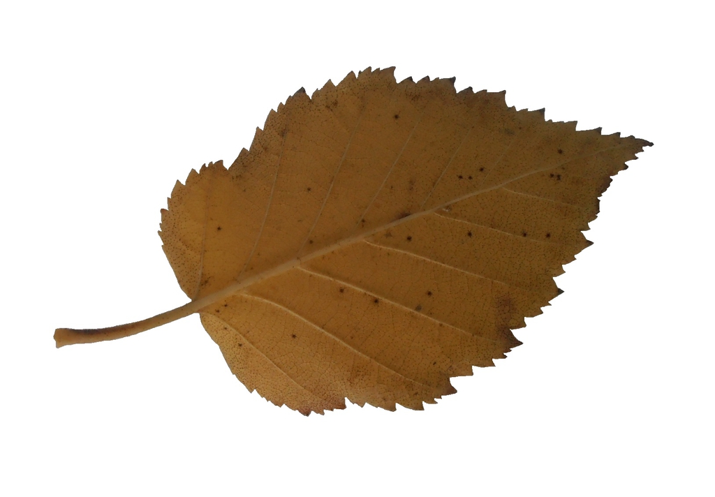 Betula maximowiacziana leaf