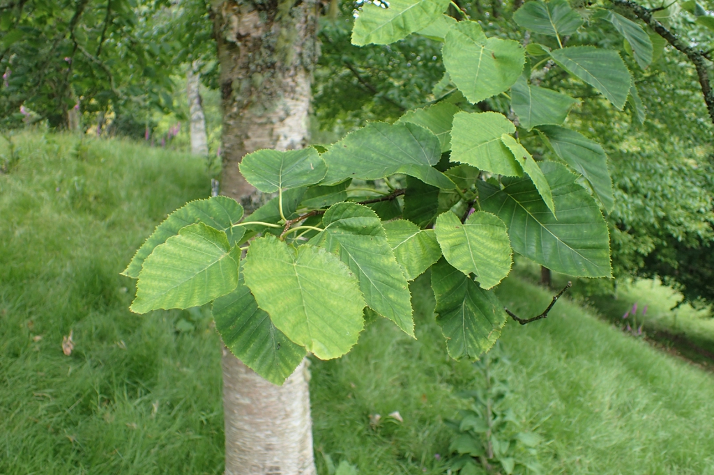 leaves with branch