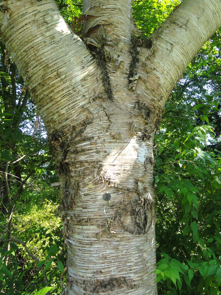 Betula maximowicziana bark and trunk