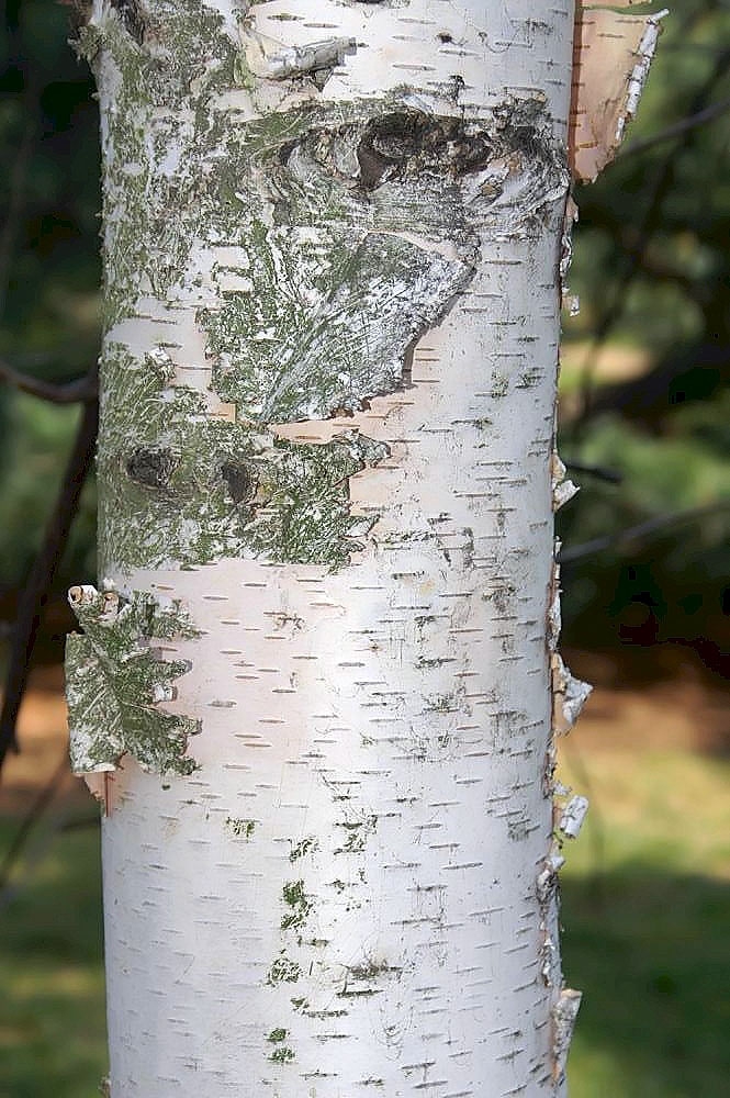 Betula maximowicziana bark