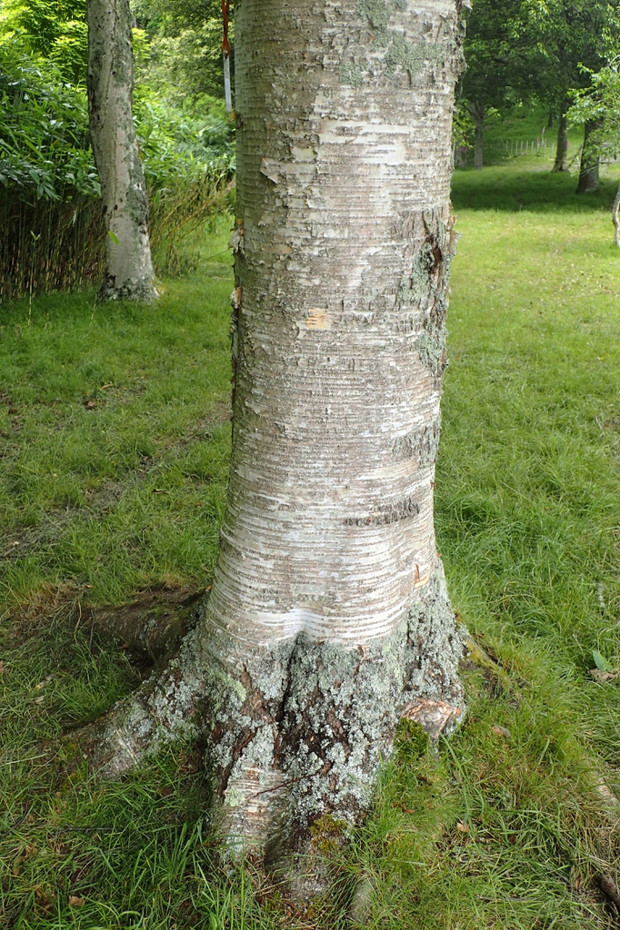 bark