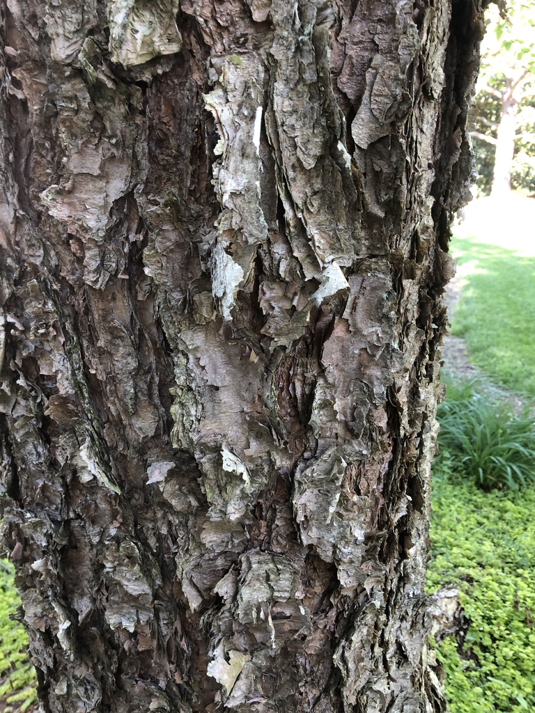Dark, gray brown bark, slightly exfoliating.