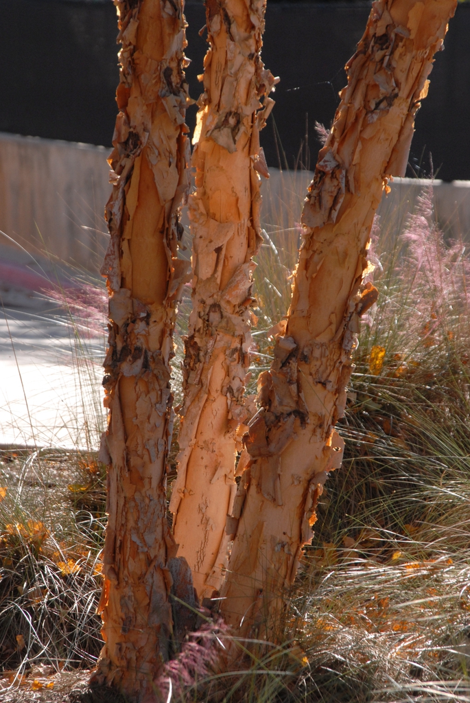 Pinkish orange exfoliating back on 3 trunks.