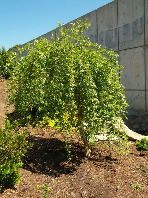 Weeping form of the tree