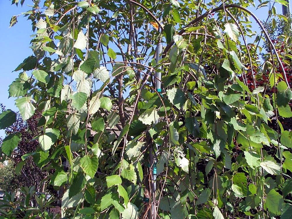 Form