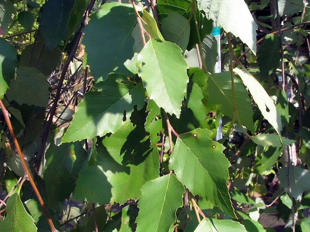 Leaves