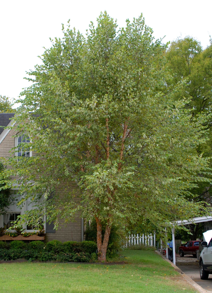 Double trunk specimen with a full, ovoid crown.