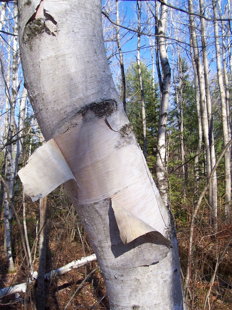 bark