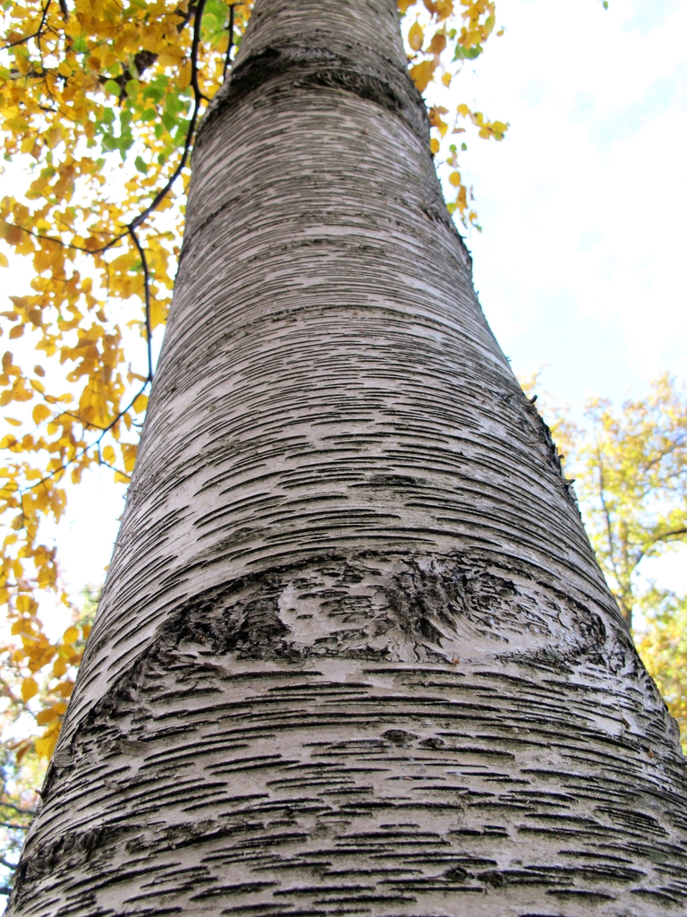 bark