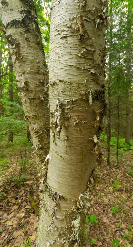 bark