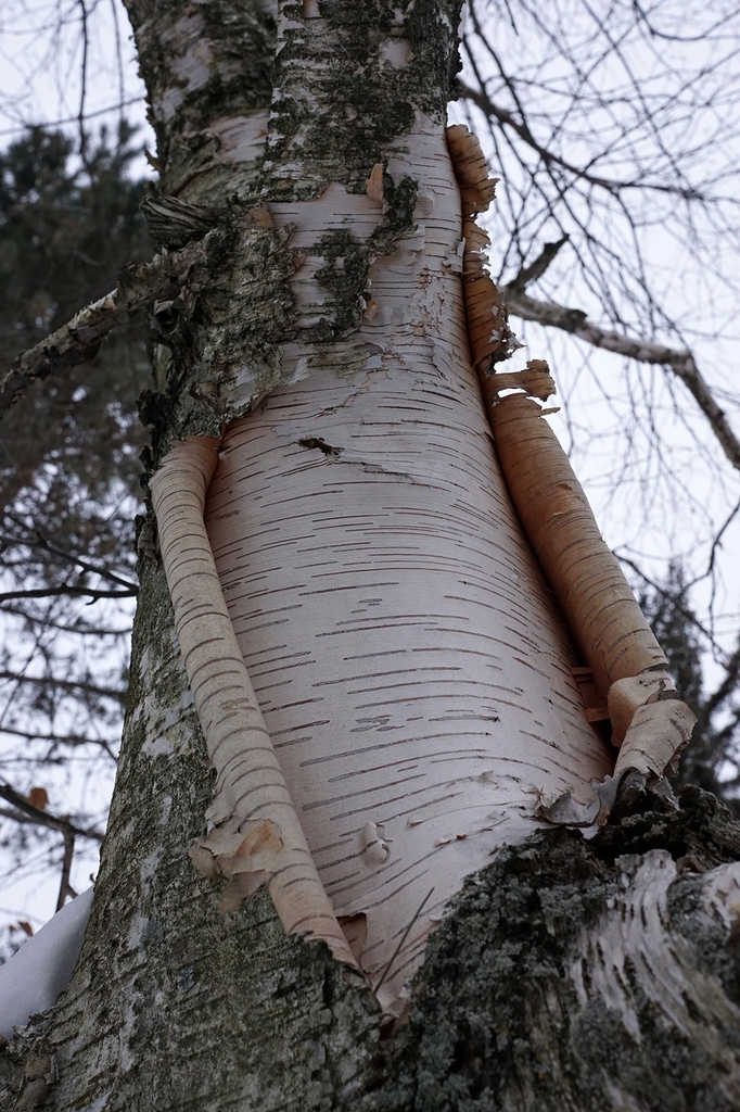 bark