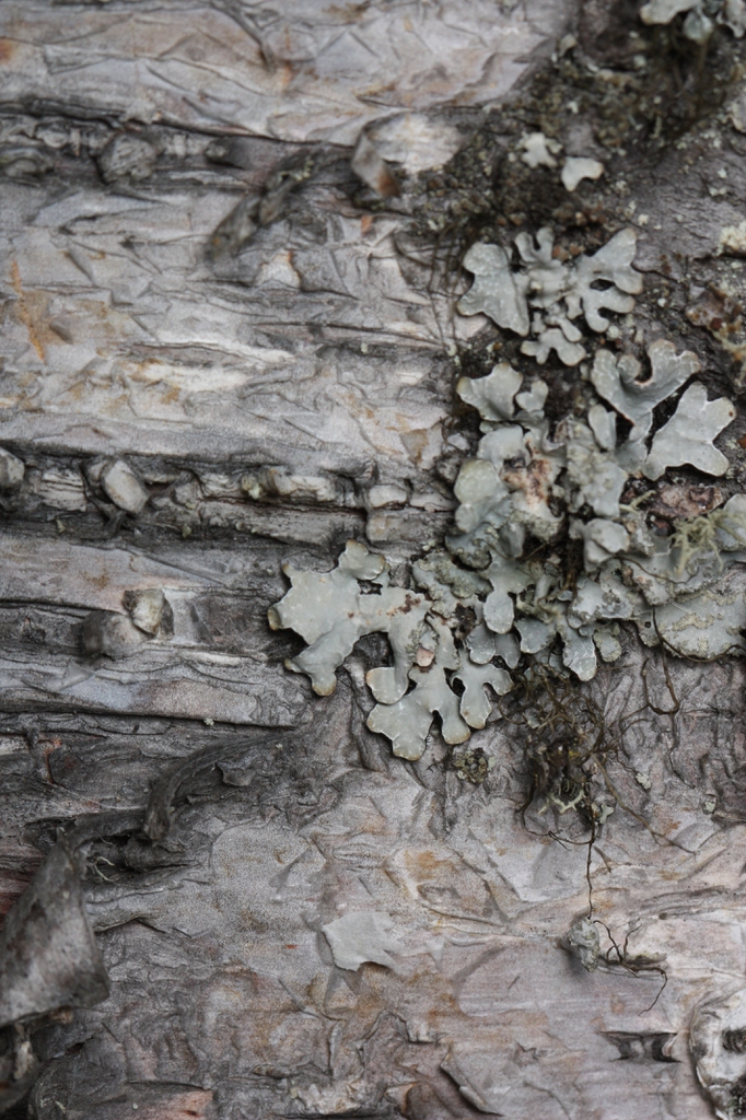 Betula papyrifera bark