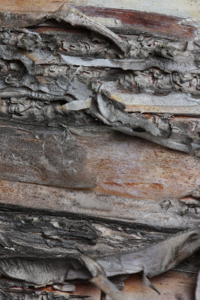 Betula papyrifera bark