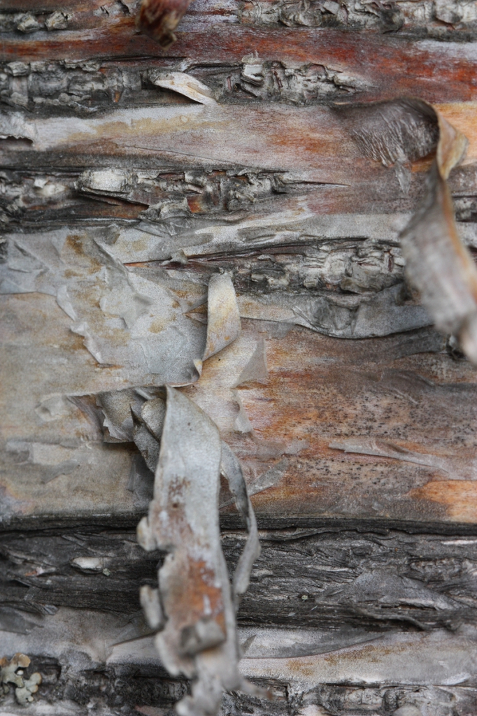 Betula papyrifera bark