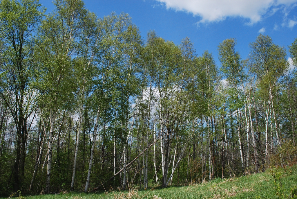Betula papyrifera