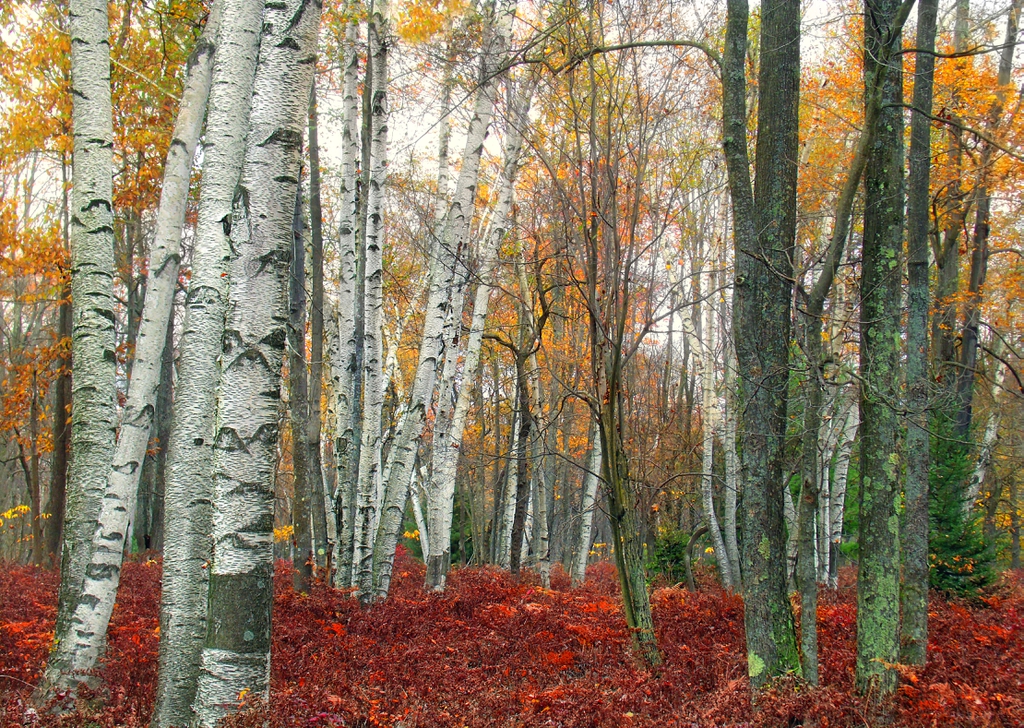 Betula papyrifera