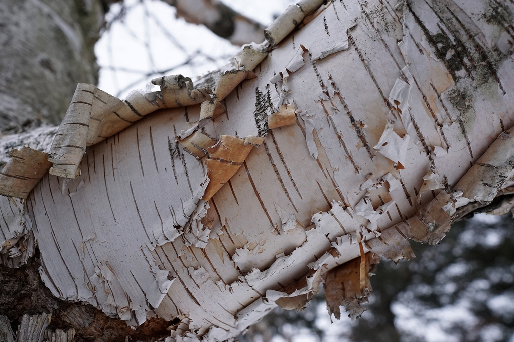 Betula papyrifera