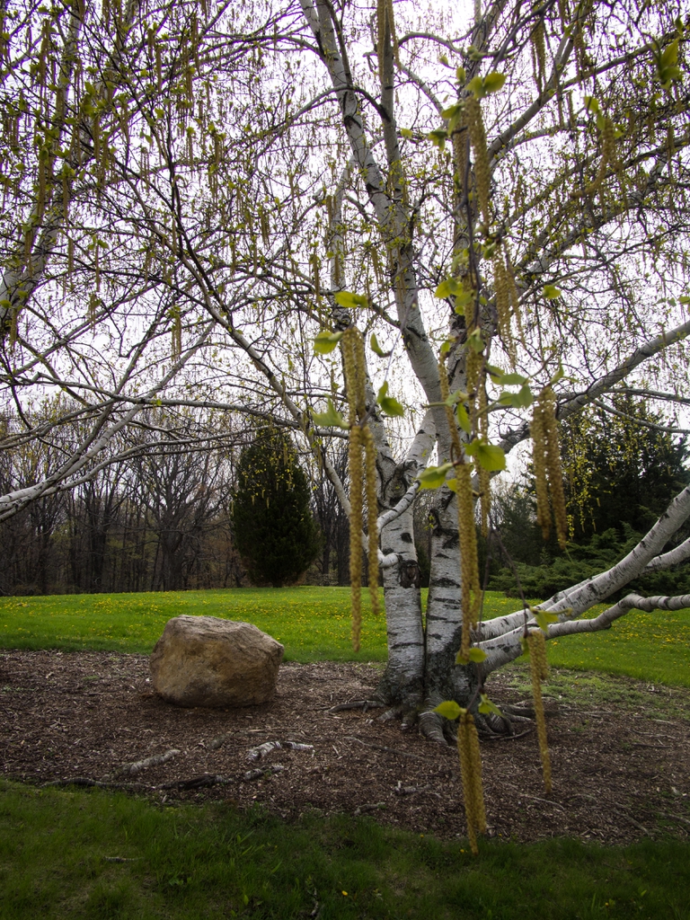 Betula papyrifera form