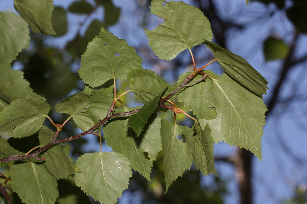 Betula papyrifera leaves