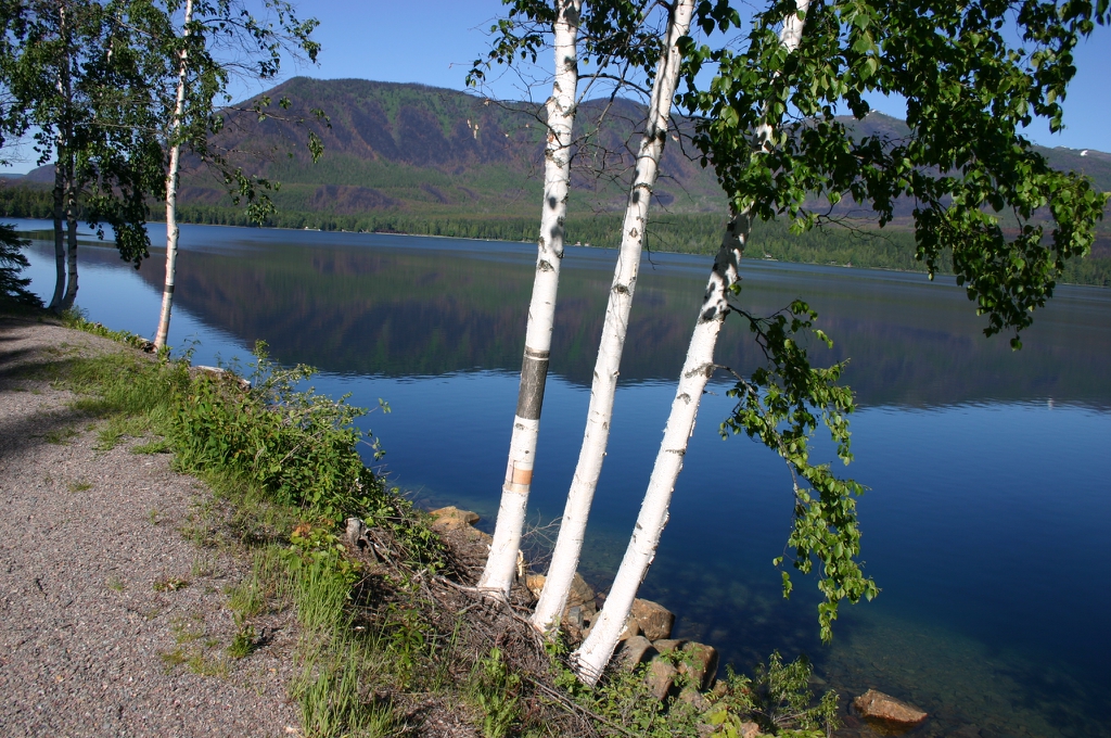 Betula papyrifera by a lake