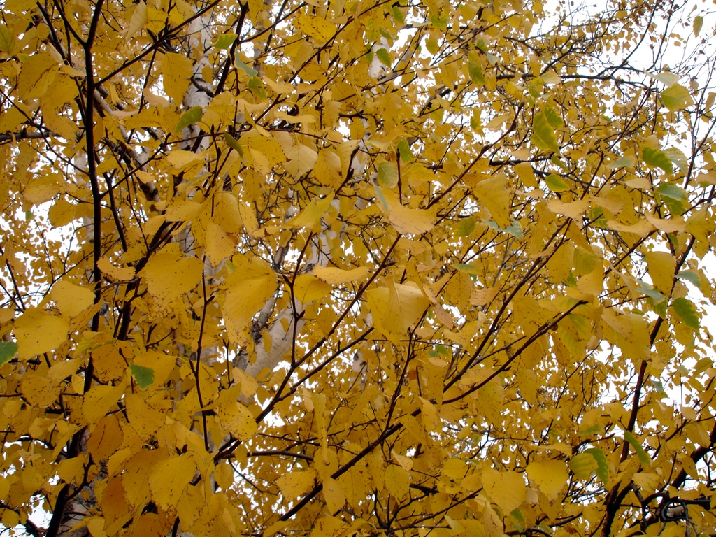 Betula papyrifera leaves