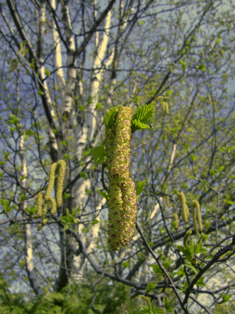 Betula papyrifera catkin