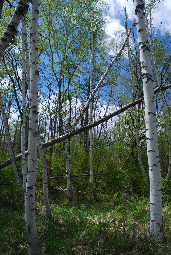 form