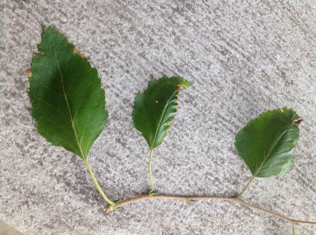 leaves