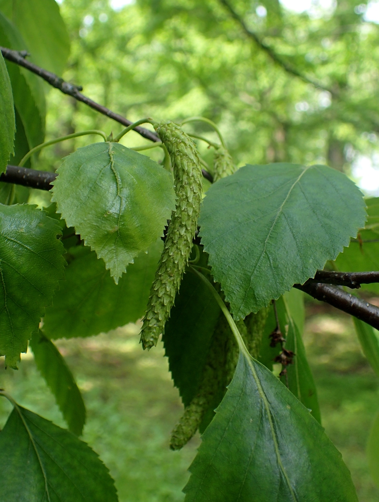 leaves