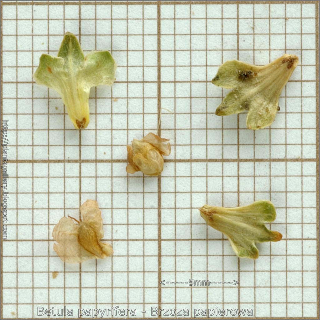 seeds