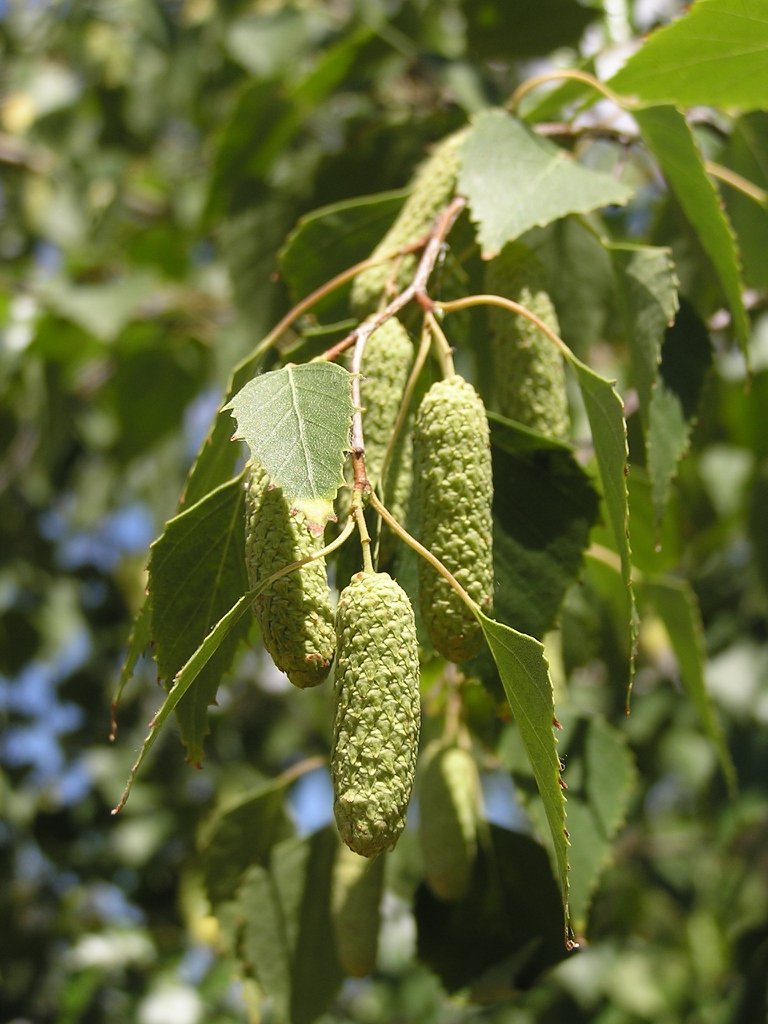 leaves and catkins