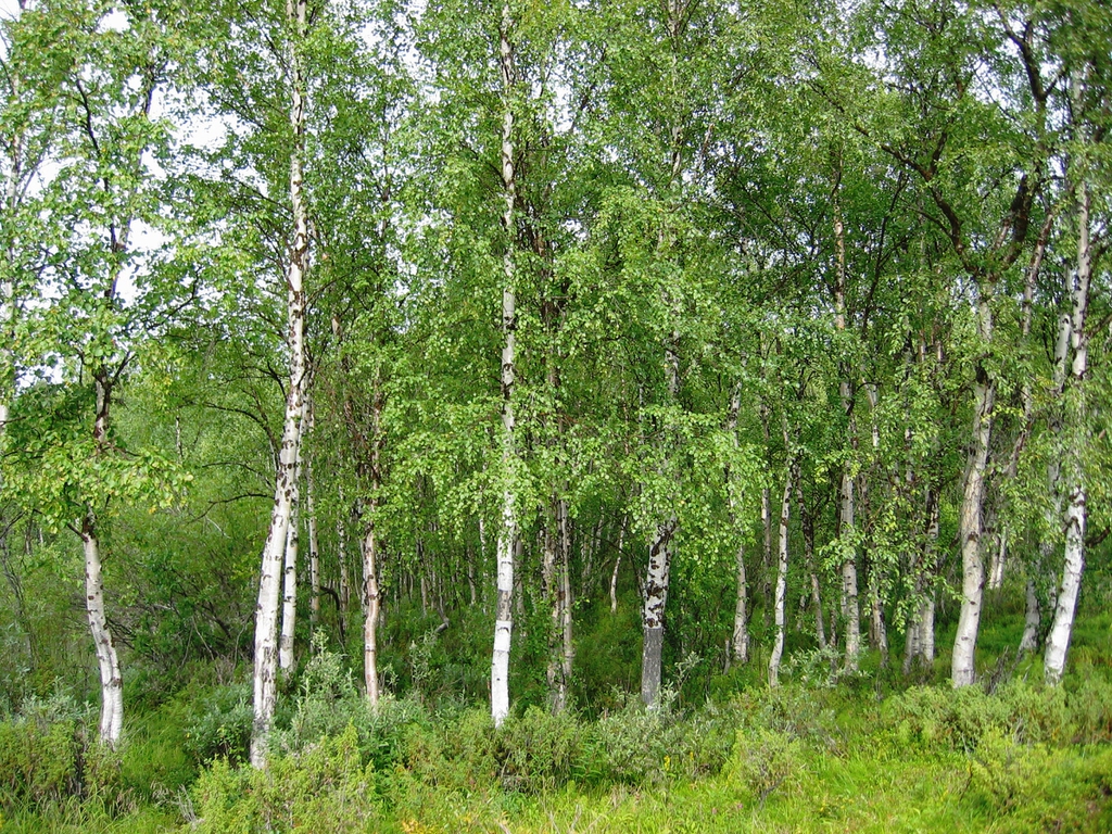 form