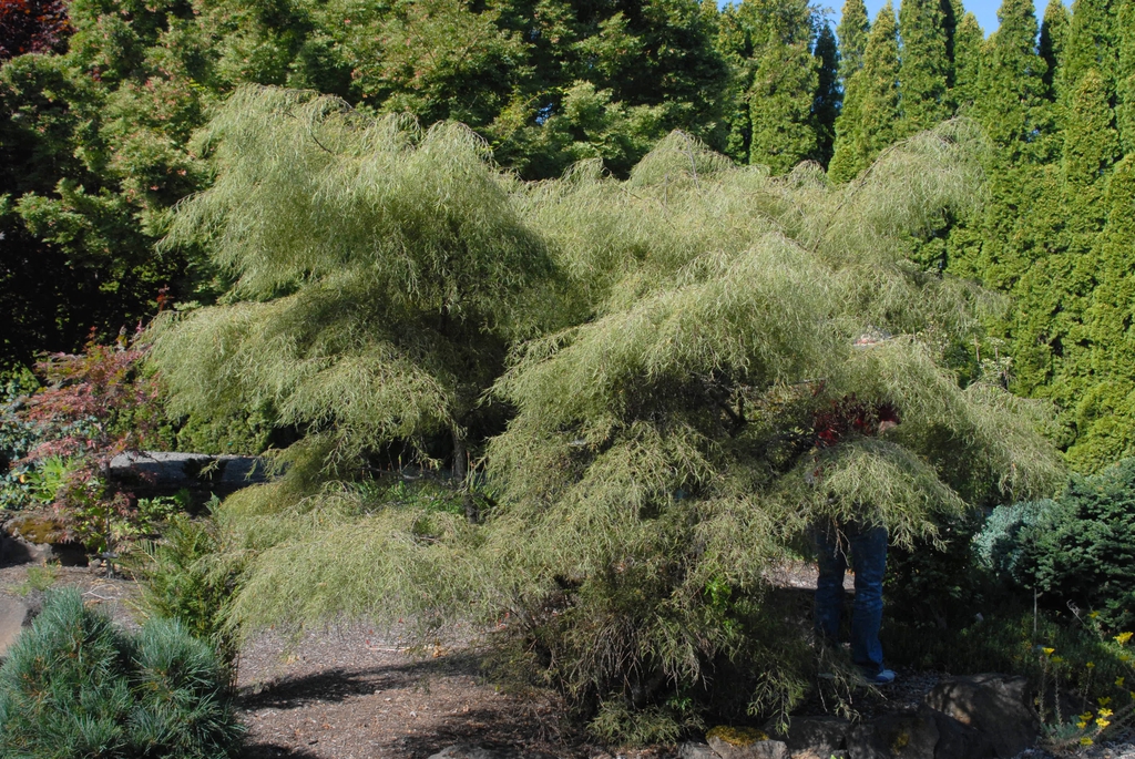 Betula pendula