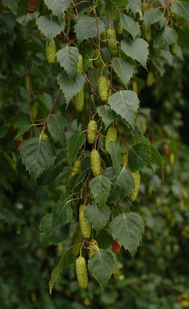 catkins and leaves