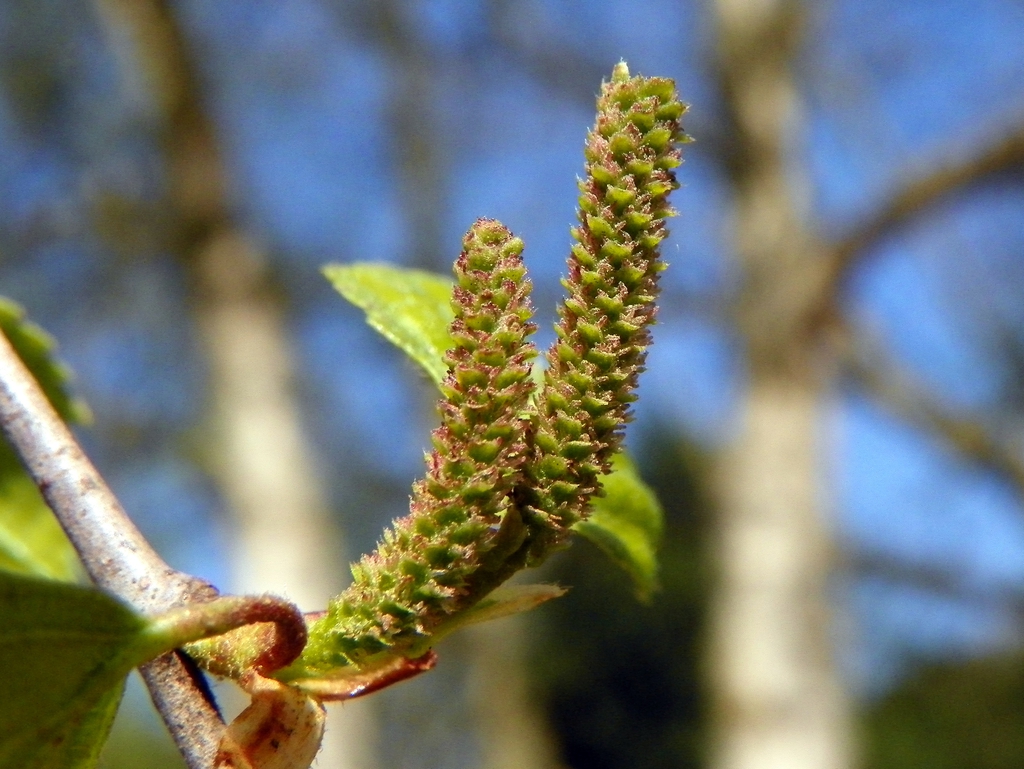 female catkins